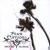BLA46 -Black Daffodils -Broken Flower